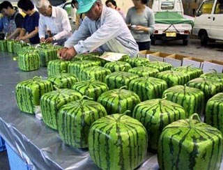 square watermelons.jpg